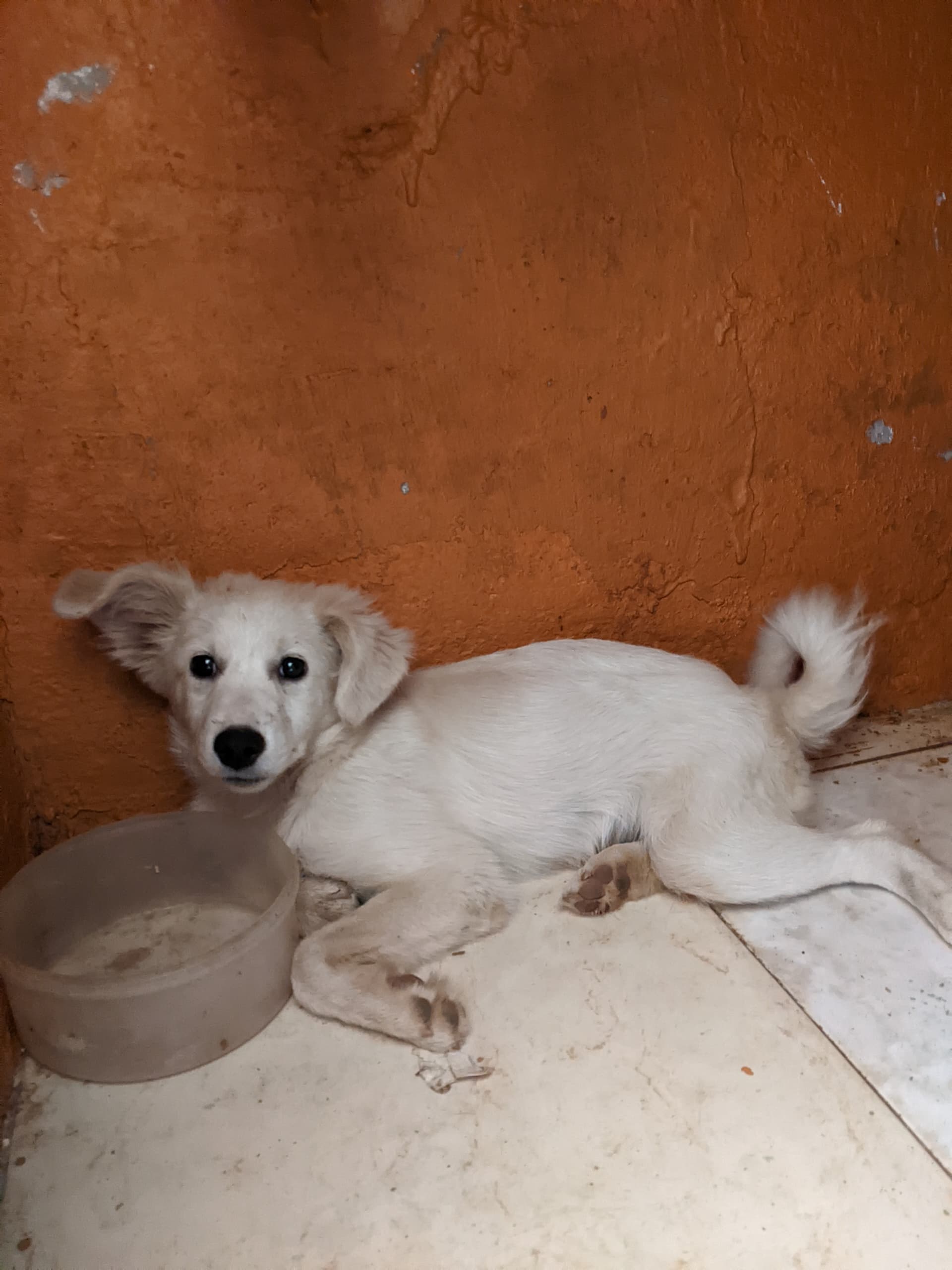 Spitz Female Dog