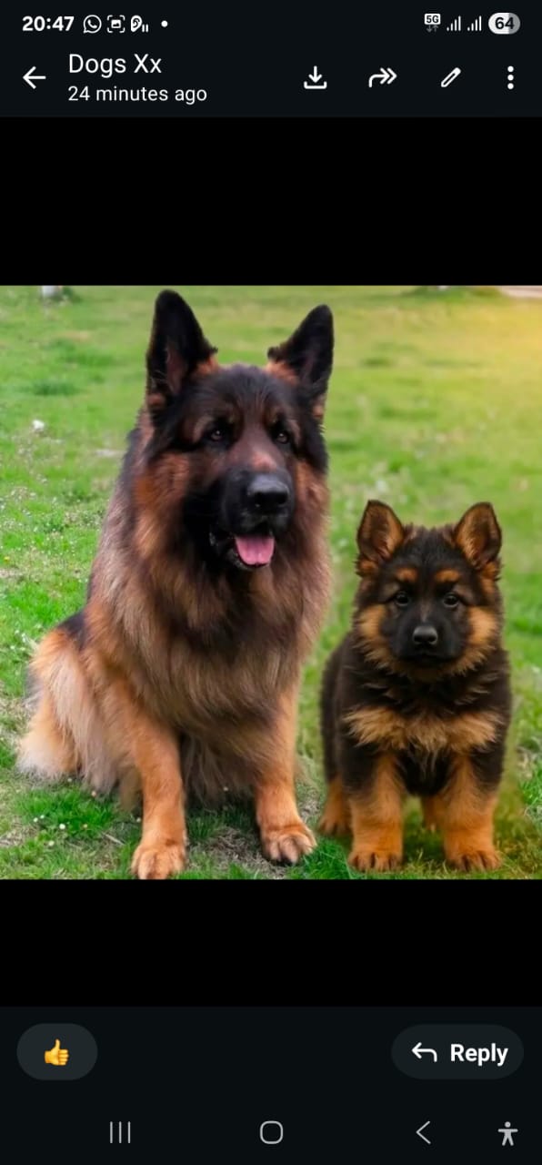 Pure breed German shepherd PUPPIES